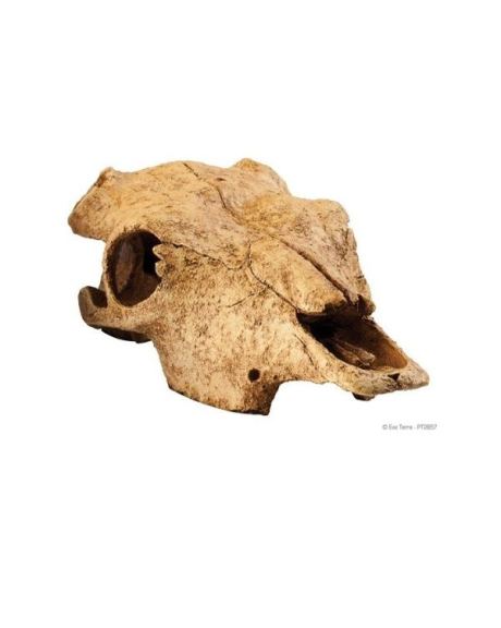 Exo Terra Skull Búfalo