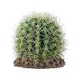 Cactus Sonora