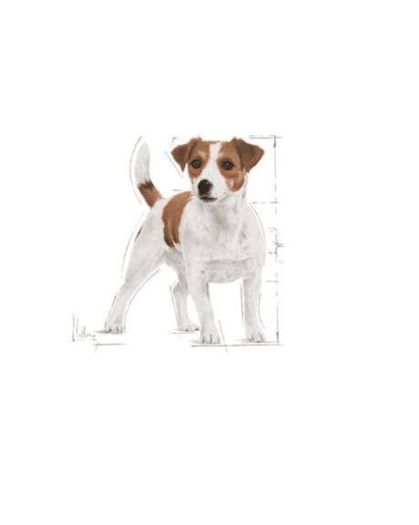 cão pequeno royal