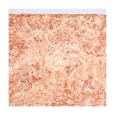 Musgo Sphagnum - Substrato Tropical Compactado 100g aberto 2