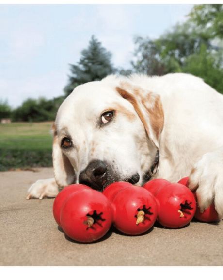 cão com brinquedo kong