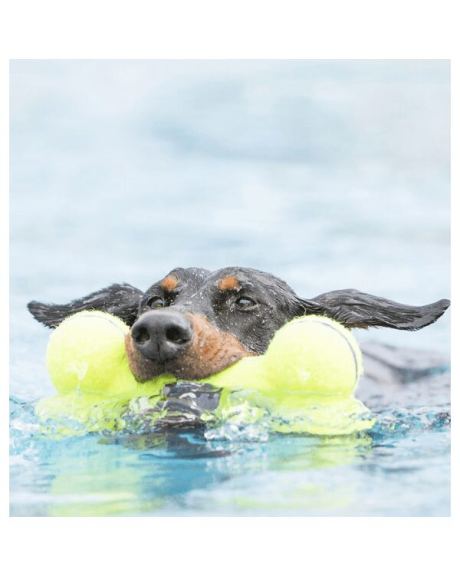 kong air dog bone cao