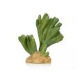 Cactus 3 Giganterra