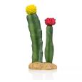 Cactus 6 Giganterra