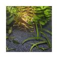 Substrato SansibarDark JBL plantado