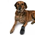 botas protetoras trixie cão