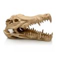 Crânio de Crocodilo Giganterra