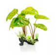 Planta Marantha leuconeura 30cm
