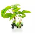 Planta Philodendron erubescens 30cm