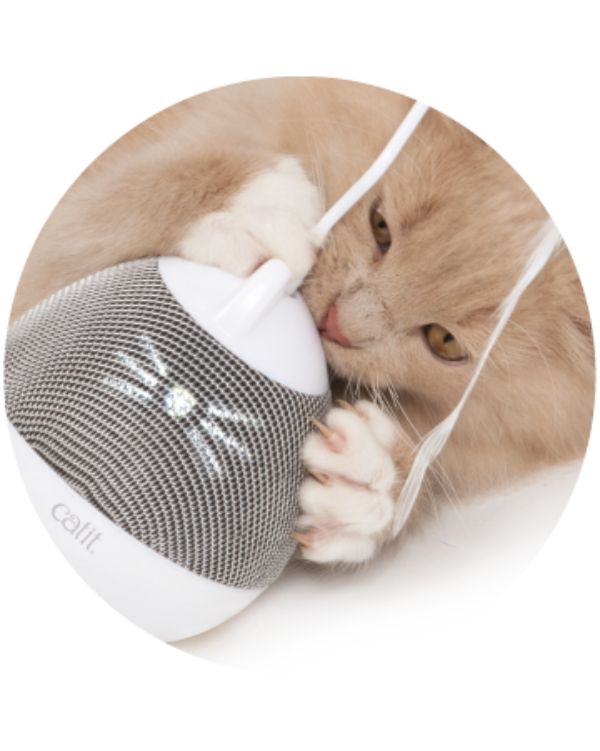 Gato com Catit PIXI Spinner