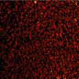 Dulpa Marin Siliphos
