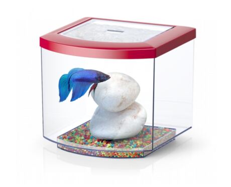 Aquario BettaCube vermelho