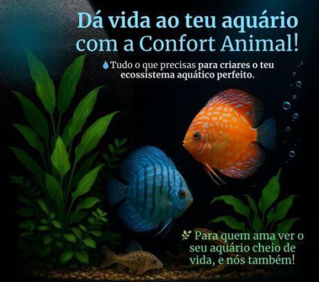 Aquário tropical com peixes discus, plantas naturais e fundo preto — Confort Animal