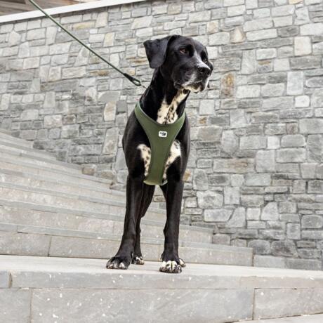 Peitoral ergonómico New Belka Comfort da marca Curli em cor preta para cães de médio e grande porte.