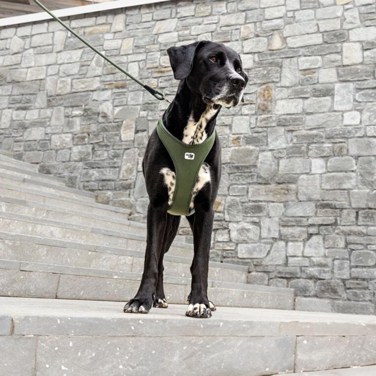 Peitoral ergonómico New Belka Comfort da marca Curli em cor preta para cães de médio e grande porte.