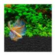 Fluval Betta & Shrimp Stratum 800g (Solo Vulcânico)